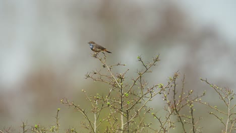 robin perched on a branch in spring