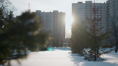 snowy landscape with pine trees in foreground, glowing sunlight filtering through branches as snowflakes fall gently in cold air, modern office buildings rise in background beneath clear winter sky