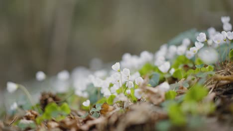 Hermoso-Bosque-Anémona-Nemorosa-Flores-Prado