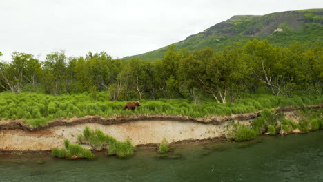Atemberaubende-Aufnahme-Eines-Braunbären,-Der-Entlang-Eines-Flussufers-Im-Katmai-nationalpark,-Alaska,-Spaziert