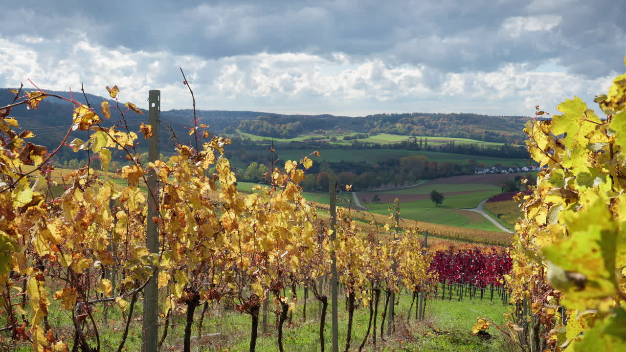 Vines adorned with various colorful autumn hues decorate the hills of the southern German landscape. The branches sway in the wind and leaves fall to the ground in slow motion