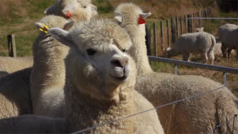 alpaca looking seriously at camera behind farm fence