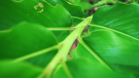 Vista-Cercana-De-La-Textura-De-Las-Hojas-De-La-Planta-En-Cámara-Lenta