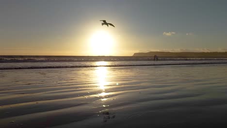 Vogel-Landet-Bei-Sonnenuntergang-In-Zeitlupe-Am-Strand