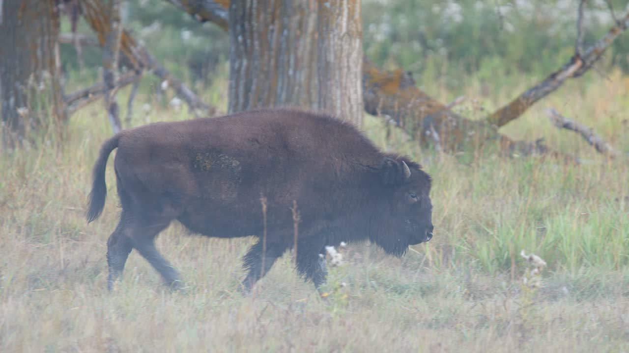 Un cucciolo di bisonte delle pianure adolescente cammina in un prato nebbioso della foresta settentrionale