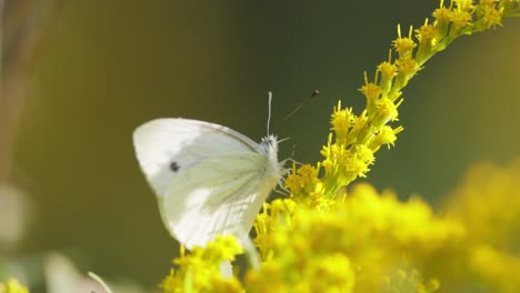 pieris brassicae, the large white butterfly, also called cabbage butterfly. large white is common throughout europe, north africa and asia often in agricultural areas, meadows and parkland.