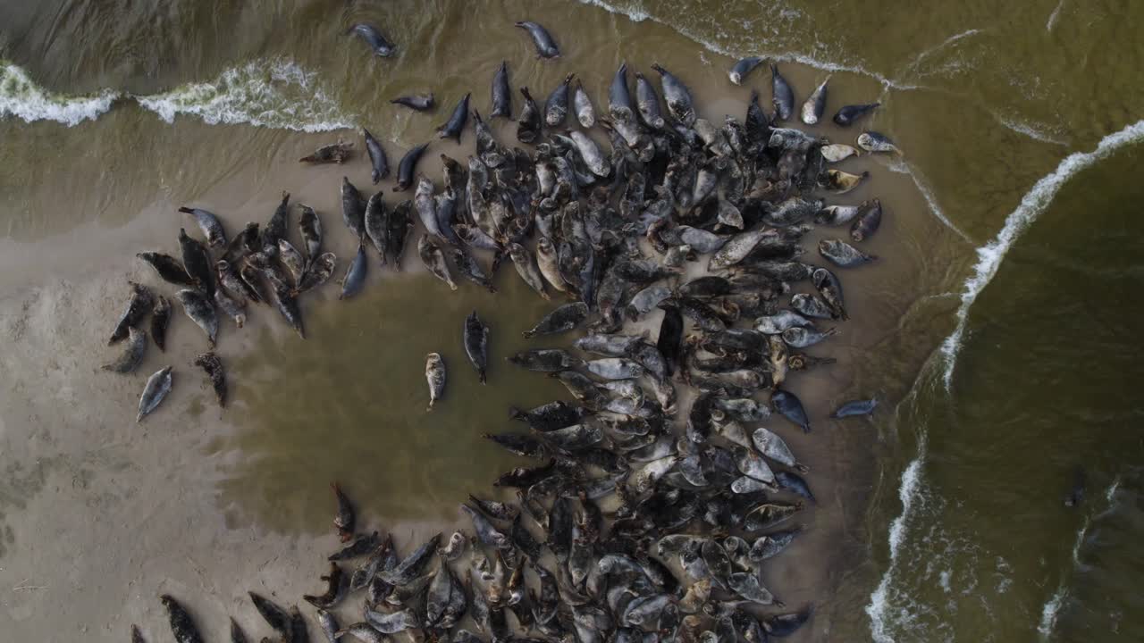 gran manada de focas descansando junto con cormoranes y otras especies de aves en una isla de arena en la reserva de mewia lacha, frente a la costa polaca en el mar báltico