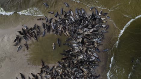 Large-herd-of-seals-resting-together-with-cormorants-and-other-bird-species-on-a-sand-island-in-the-Mewia-Lacha-reserve,-off-the-Polish-coast-in-the-Baltic-Sea