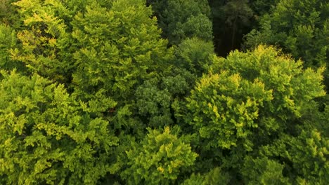 drone shot of beautiful dense forest 4k