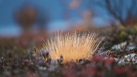un primer plano de los coloridos líquenes y musgos que cubren el suelo en la tundra noruega