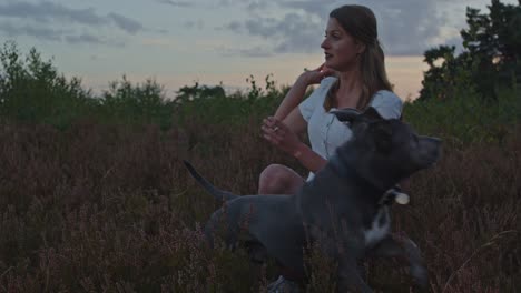 mujer atractiva con su stafford terrier americano arrodillado en un campo de brezo y lanzando pelota