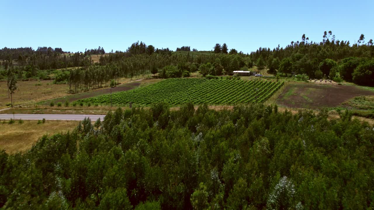 Flying Over The Narrow Rows Of Grapevines In The Vineyards