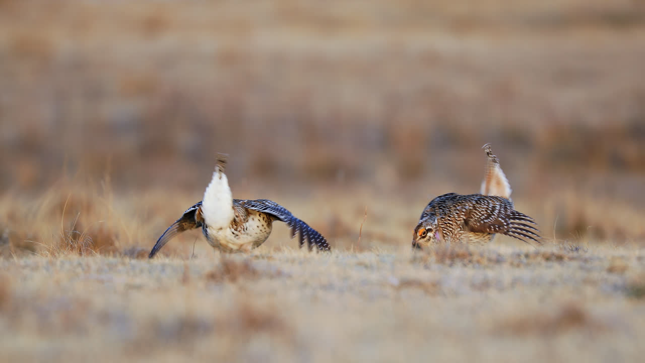 Sharp-tailed Grouse Mating Ritual Dance On Lekking Habitat