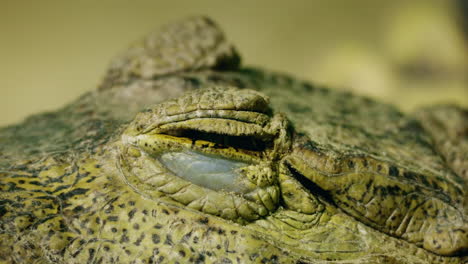 primo piano dell'occhio di un coccodrillo