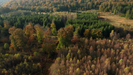 autumn forest inside the nature reserve of fagne du rouge ponce in saint hubert, belgium