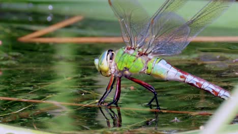 foto macro de una hermosa libélula posada en una pieza de madera que yace en la superficie del agua del lago