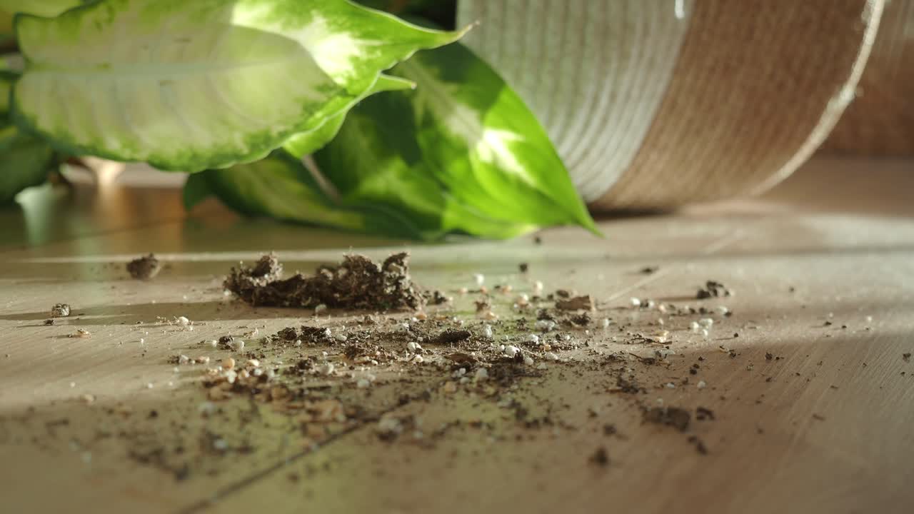 식물 근처 의 바닥 에 비