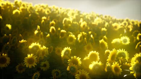 sunflower field on a warm summer evening