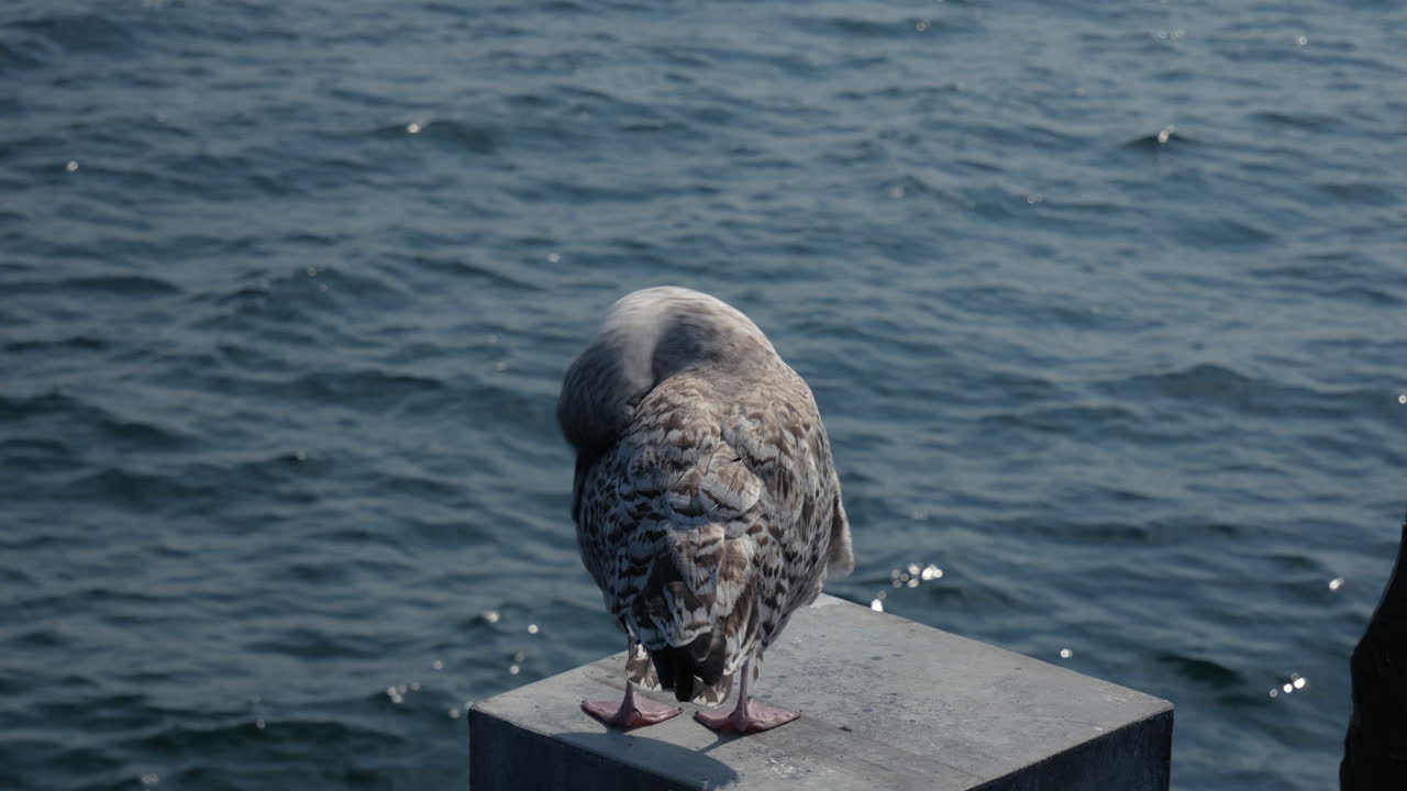 Scatto macro di un giovane gabbiano selvatico che si gratta con il becco girando la testa nel Mar Baltico