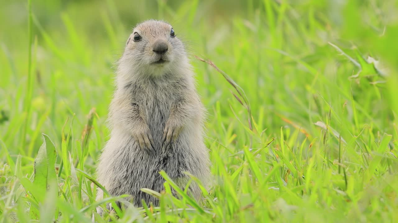 산 카우카스 땅 다람 ⁇  또는 엘브루스 땅 다람 ⁇  (spermophilus musicus) 는 땅 다람 ⁇ 속의 설치류입니다.