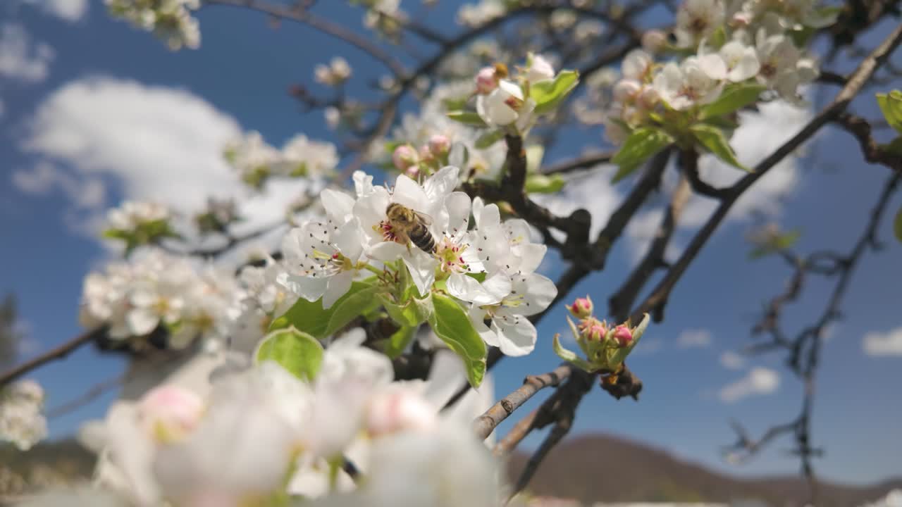 Slow motion bee pollinating white blossom pear tree