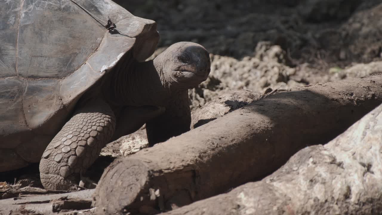 дружелюбная старая черепаха движется длинной шеей, глядя прямо в камеру под естественным солнечным светом, покрытая сухой грязью перед упавшей ветвью, в естественной среде обитания