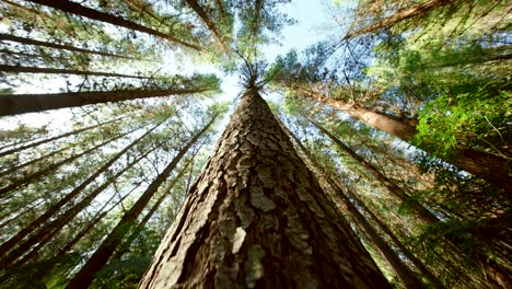 trunk of huge new zealand pine forest - mature trees - steadily moving