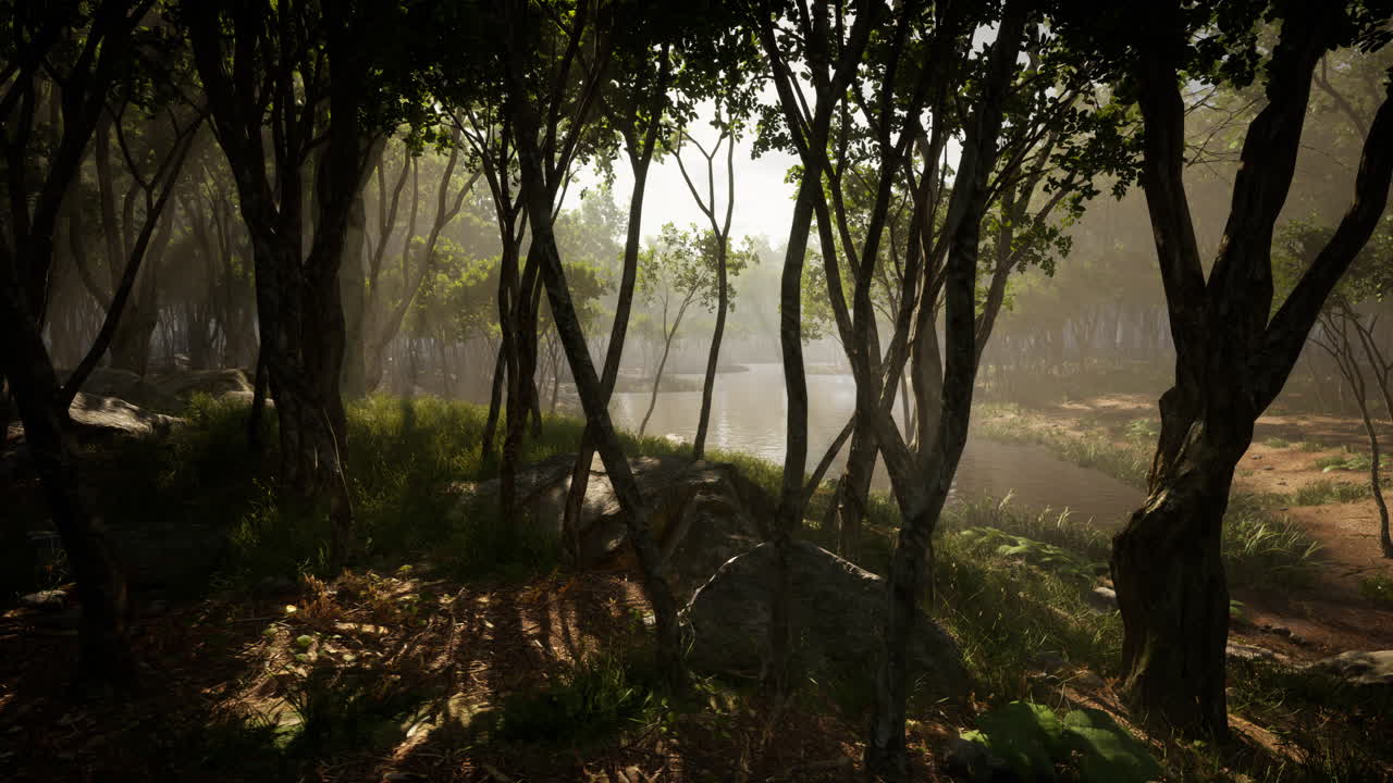 hermosa mañana en el bosque