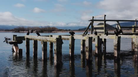 old wooden wharf with group of black shags resting and flying away, lake new zealand