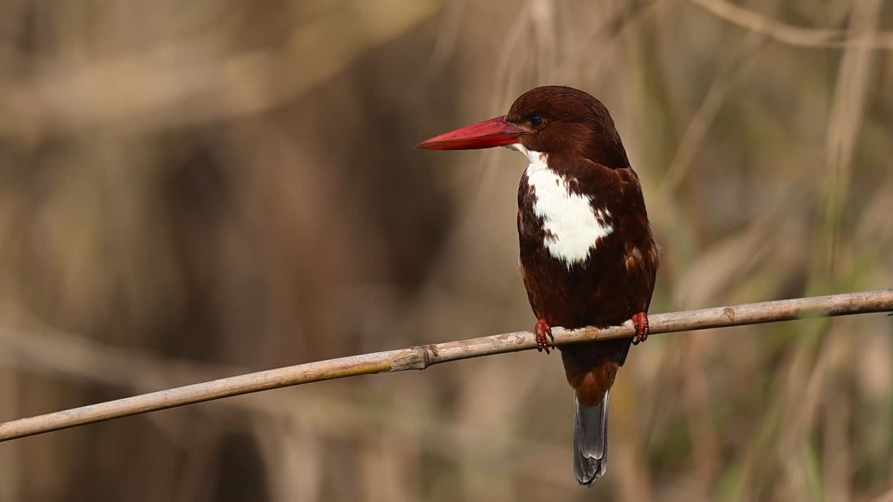 White throated kingfisher positioned confidently reflects vigilance precision and control