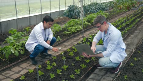 dos ingenieros de biotecnología que sostienen una lupa y miran las hojas de verduras en la granja hidroponica para la enfermedad