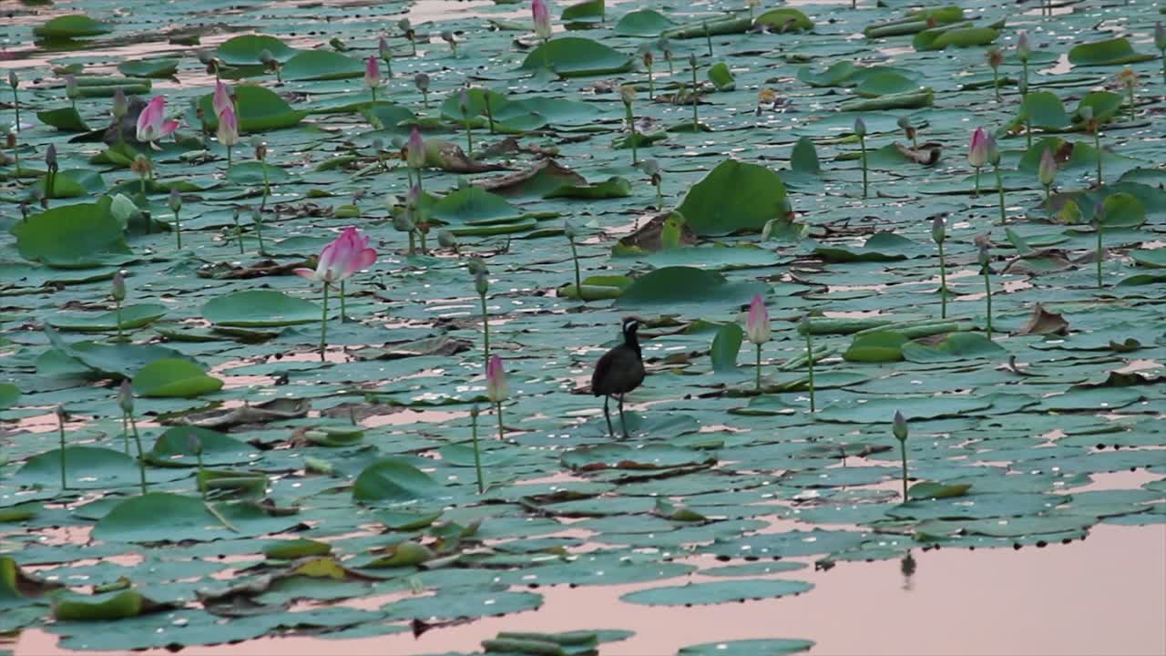 Lone bird stands still on floating lotus leaves during peaceful wetland sunset. Stunning 4K wildlife footage perfect for nature films, ambient visuals and eco-themed storytelling.