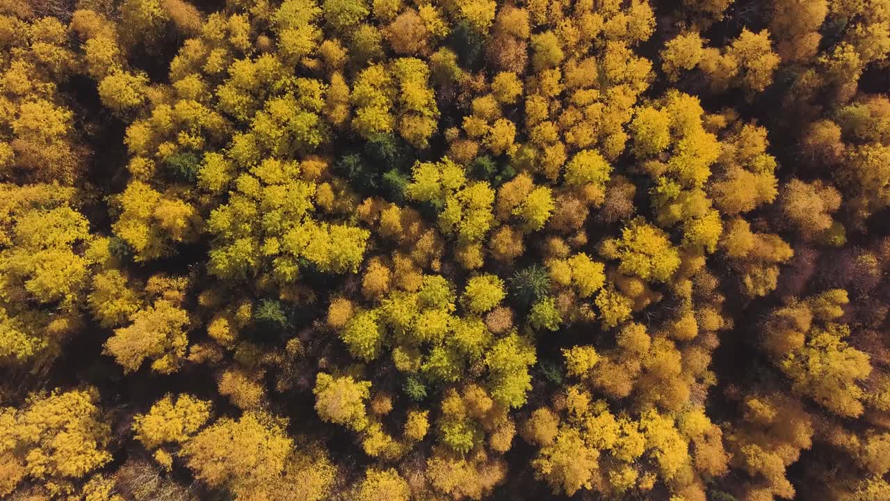 가을의 숲 가노피 공중 사진