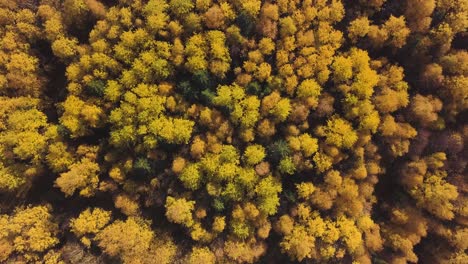 autumn forest canopy aerial view