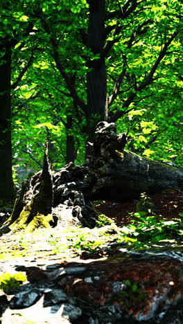 tranquil forest scene with lush green trees and sunbeams