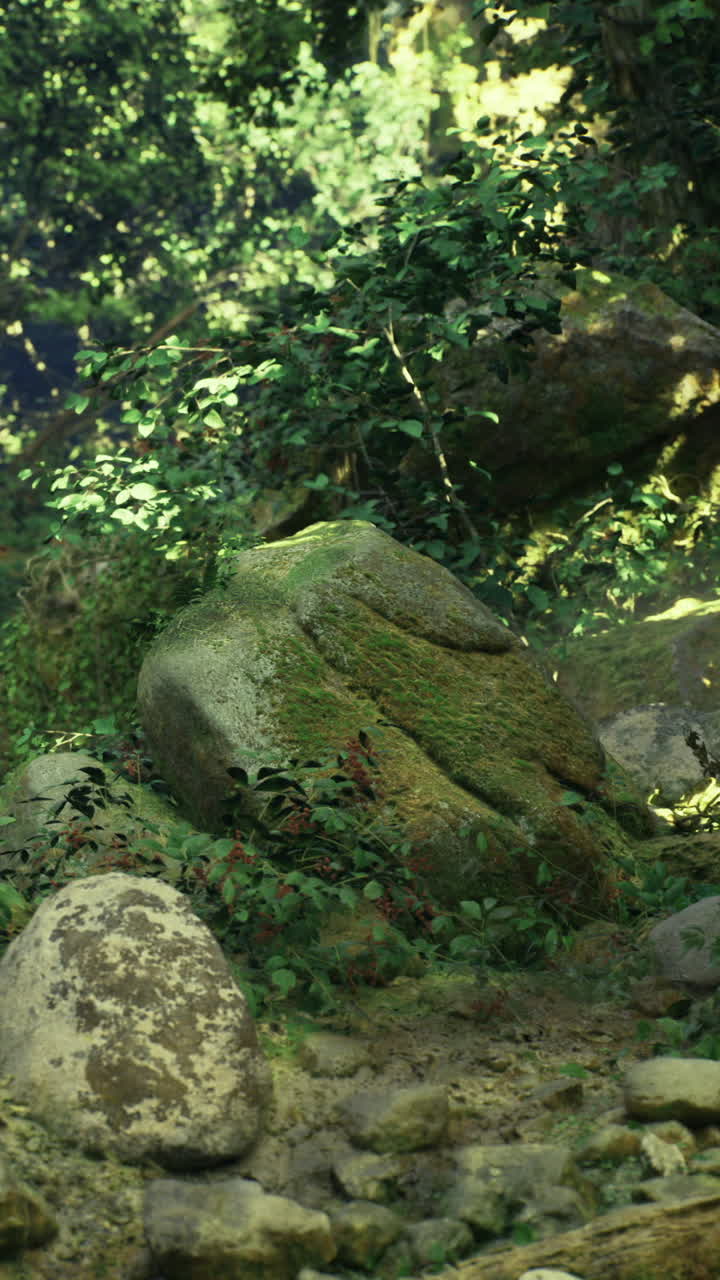 Rigogliosa foresta verde con sentiero roccioso e luce solare naturale che filtra tra gli alberi