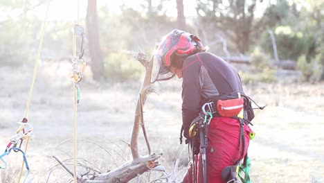 Young-working-woman-tightening-a-safety-harness-for-climbing-trees-before-starting-to-height-pruning-a-pine-tree-in-Spain