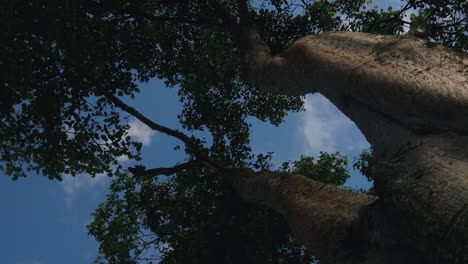 360 shoot of an old beautiful tree on a sunny day.