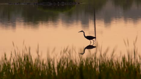 a great blue heron fishing in pond during sunset