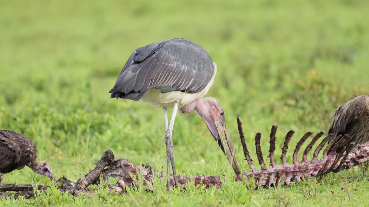 Marabou Stork and Vulture Feeding on Carcass in African Savanna