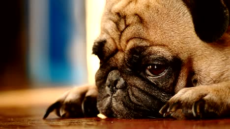 close up of cute pug dog sleeping on wooden floor.