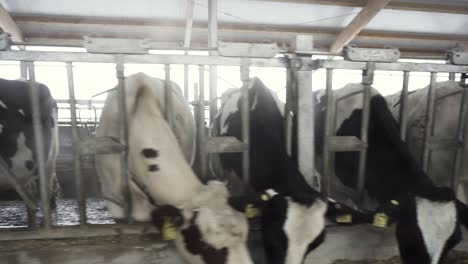 cows in a farm stall