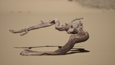 madera a la deriva en el desierto