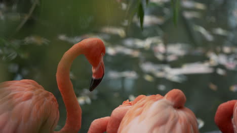 Caribbean-Flamingo---American-Flamingo-Sleeping-In-The-Water-At-The-Granby-Zoo,-Quebec,-Canada