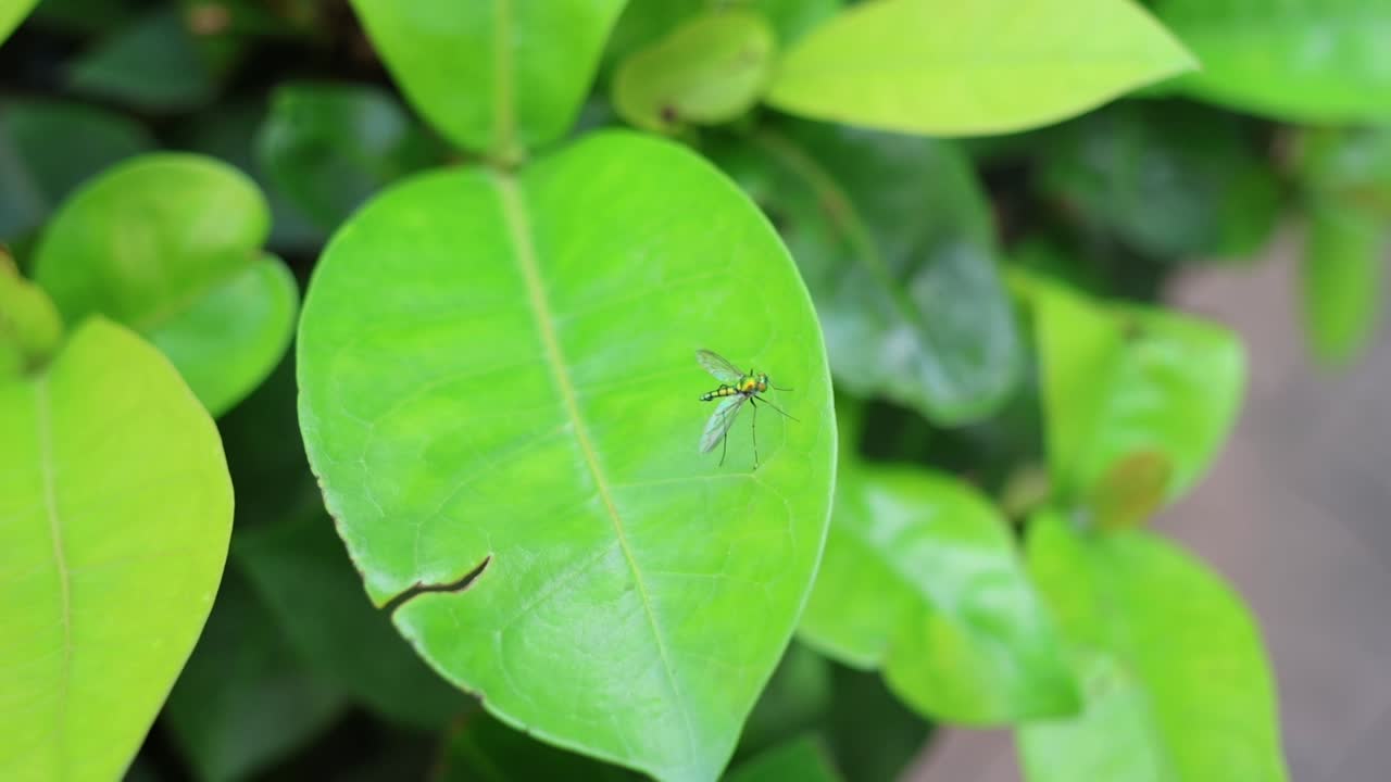 작은 곤충이 활기찬 초록색 잎을 가로질러 지나갑니다.