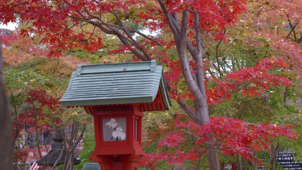 Typical red lantern at Japanese shinto shrine, closeup during fall colors