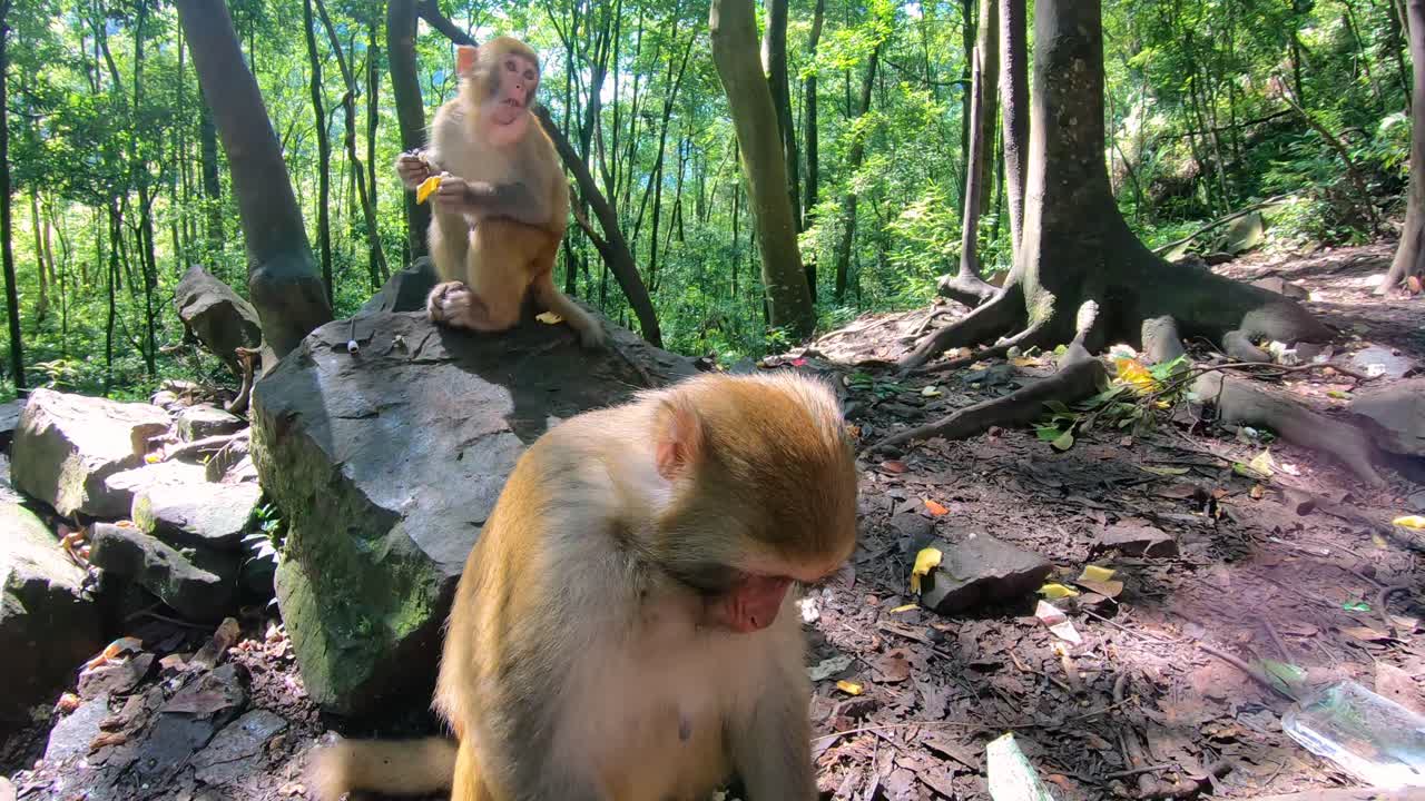 manada de monos salvajes comiendo comida arrojada por los turistas y trepando árboles en un bosque, bosque de monos de galería de diez millas, parque nacional de zhangjiajie, china