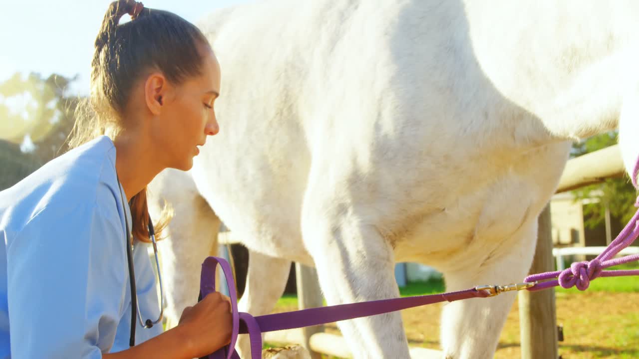 medico veterinario che controlla il cavallo 4k