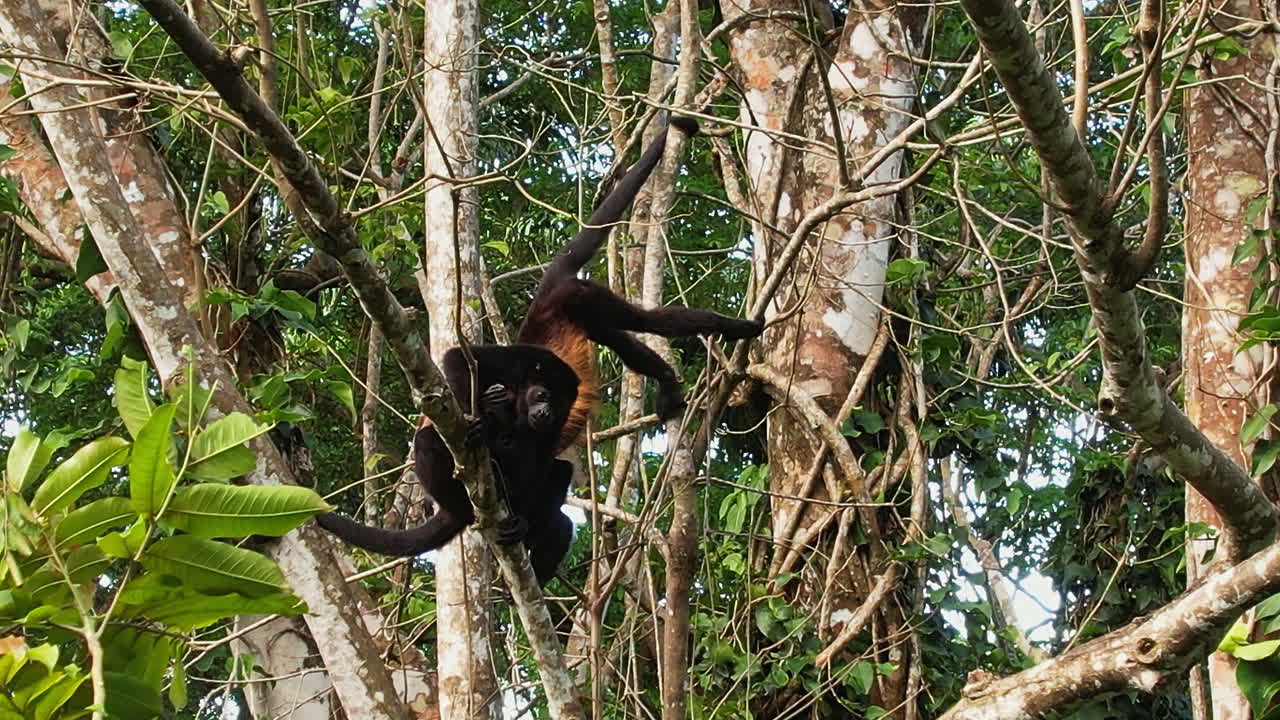 el exuberante paisaje de costa rica muestra el ágil ateles geoffroyi.