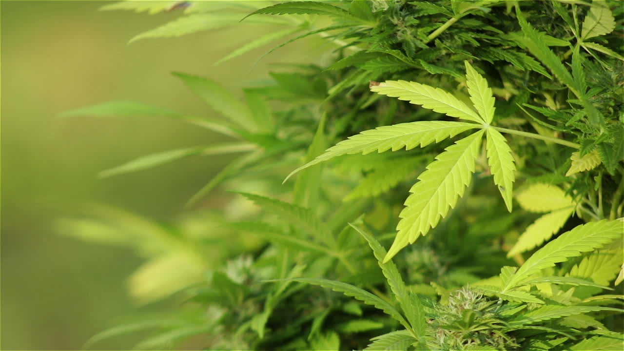 Green cannabis sativa plant leaves sway in gentle breeze, close up